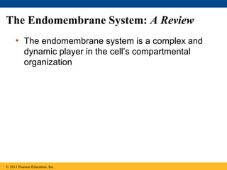 The Endomembrane System: A Review
     • The endomembrane system is a complex and
       dynamic player in the cell’s compartmental
       organization




© 2011 Pearson Education, Inc.
 