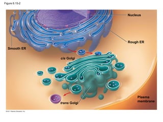 Figure 6.15-2



                              Nucleus




                              Rough ER
  Smooth ER

                cis Golgi




                                   Plasma
                                   membrane
                trans Golgi
 