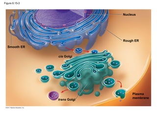Figure 6.15-3



                              Nucleus




                              Rough ER
  Smooth ER

                cis Golgi




                                   Plasma
                                   membrane
                trans Golgi
 
