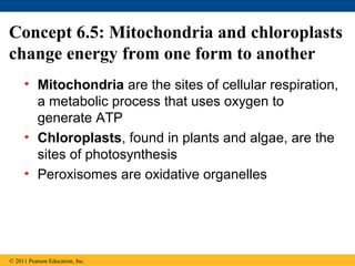 Concept 6.5: Mitochondria and chloroplasts
change energy from one form to another
     • Mitochondria are the sites of cellular respiration,
       a metabolic process that uses oxygen to
       generate ATP
     • Chloroplasts, found in plants and algae, are the
       sites of photosynthesis
     • Peroxisomes are oxidative organelles




© 2011 Pearson Education, Inc.
 