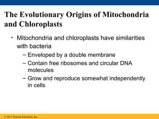 The Evolutionary Origins of Mitochondria
and Chloroplasts
     • Mitochondria and chloroplasts have similarities
       with bacteria
                – Enveloped by a double membrane
                – Contain free ribosomes and circular DNA
                  molecules
                – Grow and reproduce somewhat independently
                  in cells




© 2011 Pearson Education, Inc.
 