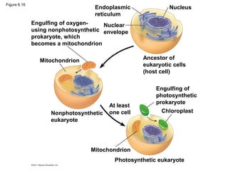 Figure 6.16
                                   Endoplasmic              Nucleus
                                   reticulum
              Engulfing of oxygen-    Nuclear
              using nonphotosynthetic envelope
              prokaryote, which
              becomes a mitochondrion

                Mitochondrion                      Ancestor of
                                                   eukaryotic cells
                                                   (host cell)

                                                        Engulfing of
                                                        photosynthetic
                                                        prokaryote
                                        At least
                    Nonphotosynthetic   one cell          Chloroplast
                    eukaryote




                                 Mitochondrion
                                          Photosynthetic eukaryote
 