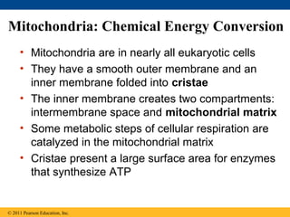 Mitochondria: Chemical Energy Conversion
     • Mitochondria are in nearly all eukaryotic cells
     • They have a smooth outer membrane and an
       inner membrane folded into cristae
     • The inner membrane creates two compartments:
       intermembrane space and mitochondrial matrix
     • Some metabolic steps of cellular respiration are
       catalyzed in the mitochondrial matrix
     • Cristae present a large surface area for enzymes
       that synthesize ATP


© 2011 Pearson Education, Inc.
 