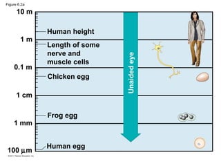Figure 6.2a

      10 m

              Human height
        1m
              Length of some
              nerve and




                               Unaided eye
              muscle cells
    0.1 m
              Chicken egg

      1 cm

              Frog egg
    1 mm


              Human egg
100 µm
 