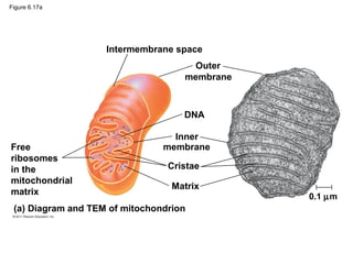 Figure 6.17a




                    Intermembrane space
                                     Outer
                                    membrane



                                    DNA

                                  Inner
Free                            membrane
ribosomes
in the                           Cristae
mitochondrial
                                  Matrix
matrix                                         0.1 µm
 (a) Diagram and TEM of mitochondrion
 
