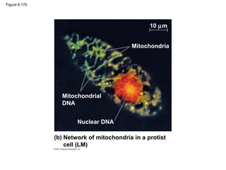 Figure 6.17b




                                                 10 µm


                                          Mitochondria




                 Mitochondrial
                 DNA


                       Nuclear DNA

               (b) Network of mitochondria in a protist
                   cell (LM)
 