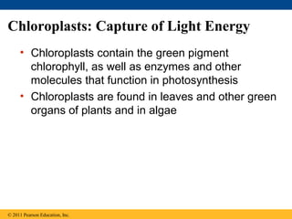 Chloroplasts: Capture of Light Energy
     • Chloroplasts contain the green pigment
       chlorophyll, as well as enzymes and other
       molecules that function in photosynthesis
     • Chloroplasts are found in leaves and other green
       organs of plants and in algae




© 2011 Pearson Education, Inc.
 
