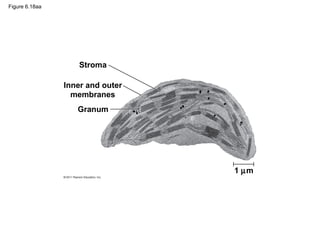Figure 6.18aa




                   Stroma

                Inner and outer
                  membranes
                   Granum




                                  1 µm
 