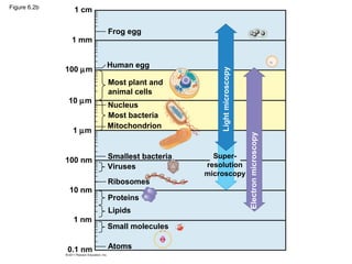 Figure 6.2b
                1 cm

                       Frog egg
               1 mm


                       Human egg
              100 µm




                                               Light microscopy
                       Most plant and
                       animal cells
              10 µm
                       Nucleus
                       Most bacteria
                       Mitochondrion
               1 µm




                                                                  Electron microscopy
                       Smallest bacteria     Super-
              100 nm
                       Viruses             resolution
                                           microscopy
                       Ribosomes
              10 nm
                       Proteins
                       Lipids
               1 nm
                       Small molecules

              0.1 nm   Atoms
 