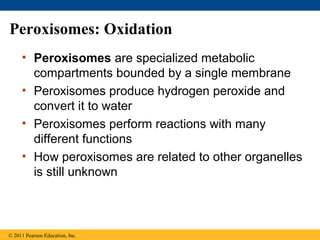 Peroxisomes: Oxidation
     • Peroxisomes are specialized metabolic
       compartments bounded by a single membrane
     • Peroxisomes produce hydrogen peroxide and
       convert it to water
     • Peroxisomes perform reactions with many
       different functions
     • How peroxisomes are related to other organelles
       is still unknown



© 2011 Pearson Education, Inc.
 