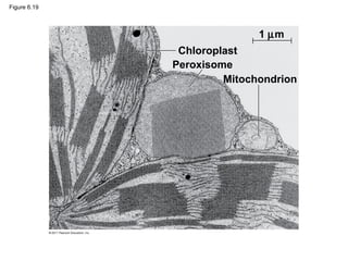 Figure 6.19



                             1 µm
               Chloroplast
              Peroxisome
                       Mitochondrion
 