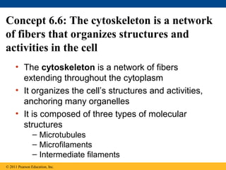 Concept 6.6: The cytoskeleton is a network
of fibers that organizes structures and
activities in the cell
     • The cytoskeleton is a network of fibers
       extending throughout the cytoplasm
     • It organizes the cell’s structures and activities,
       anchoring many organelles
     • It is composed of three types of molecular
       structures
                – Microtubules
                – Microfilaments
                – Intermediate filaments
© 2011 Pearson Education, Inc.
 