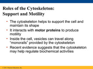 Roles of the Cytoskeleton:
Support and Motility
     • The cytoskeleton helps to support the cell and
       maintain its shape
     • It interacts with motor proteins to produce
       motility
     • Inside the cell, vesicles can travel along
       “monorails” provided by the cytoskeleton
     • Recent evidence suggests that the cytoskeleton
       may help regulate biochemical activities



© 2011 Pearson Education, Inc.
 