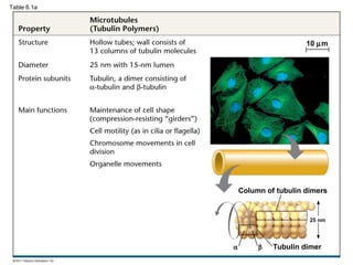Table 6.1a




                                   10 µm




                 Column of tubulin dimers


                                    25 nm




             α        β   Tubulin dimer
 