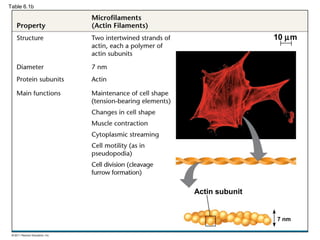 Table 6.1b




                             10 µm




             Actin subunit


                             7 nm
 