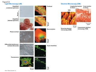 Figure 6.3
   Light Microscopy (LM)                                   Electron Microscopy (EM)
               Brightfield              Confocal                          Longitudinal section   Cross section
    (unstained specimen)                                                  of cilium              of cilium
                                                                      Cilia




                        50 µm
                Brightfield
       (stained specimen)




                                        50 µm
                                                                                                       2 µm

                                                                               2 µm   Transmission electron
                                                           Scanning electron          microscopy (TEM)
                                        Deconvolution
                                                           microscopy (SEM)
           Phase-contrast




                                        10 µm
  Differential-interference-
       contrast (Nomarski)              Super-resolution




             Fluorescence
                                        1 µm




                                10 µm
 
