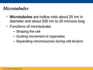 Microtubules
     • Microtubules are hollow rods about 25 nm in
       diameter and about 200 nm to 25 microns long
     • Functions of microtubules
                – Shaping the cell
                – Guiding movement of organelles
                – Separating chromosomes during cell division




© 2011 Pearson Education, Inc.
 