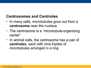 Centrosomes and Centrioles
     • In many cells, microtubules grow out from a
       centrosome near the nucleus
     • The centrosome is a “microtubule-organizing
       center”
     • In animal cells, the centrosome has a pair of
       centrioles, each with nine triplets of
       microtubules arranged in a ring




© 2011 Pearson Education, Inc.
 