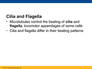 Cilia and Flagella
     • Microtubules control the beating of cilia and
       flagella, locomotor appendages of some cells
     • Cilia and flagella differ in their beating patterns




© 2011 Pearson Education, Inc.
 