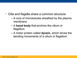 • Cilia and flagella share a common structure
                – A core of microtubules sheathed by the plasma
                  membrane
                – A basal body that anchors the cilium or
                  flagellum
                – A motor protein called dynein, which drives the
                  bending movements of a cilium or flagellum




© 2011 Pearson Education, Inc.
 