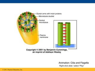 Animation: Cilia and Flagella
                                 Right-click slide / select “Play”

© 2011 Pearson Education, Inc.
 