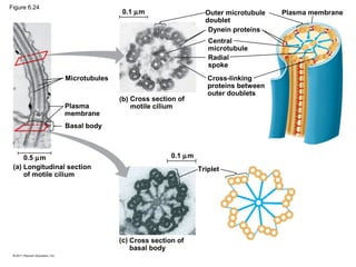 Figure 6.24
                                0.1 µm                     Outer microtubule   Plasma membrane
                                                           doublet
                                                            Dynein proteins
                                                            Central
                                                            microtubule
                                                            Radial
                                                            spoke
                 Microtubules                               Cross-linking
                                                            proteins between
                                                            outer doublets
                                (b) Cross section of
                Plasma              motile cilium
                membrane
                Basal body



     0.5 µm                                     0.1 µm
 (a) Longitudinal section                                Triplet
     of motile cilium




                                (c) Cross section of
                                    basal body
 