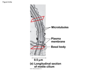 Figure 6.24a




                               Microtubules



                               Plasma
                               membrane
                               Basal body



                   0.5 µm
               (a) Longitudinal section
                   of motile cilium
 