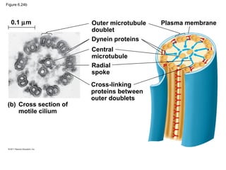 Figure 6.24b



  0.1 µm               Outer microtubule   Plasma membrane
                       doublet
                       Dynein proteins
                       Central
                       microtubule
                       Radial
                       spoke
                       Cross-linking
                       proteins between
                       outer doublets
(b) Cross section of
    motile cilium
 