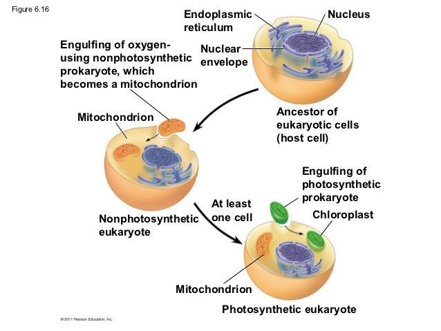 the cell the cell