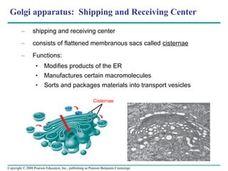 Golgi apparatus: Shipping and Receiving Center

         –      shipping and receiving center
         –      consists of flattened membranous sacs called cisternae
         –      Functions:
                  • Modifies products of the ER
                  • Manufactures certain macromolecules
                  • Sorts and packages materials into transport vesicles

                                                        Cisternae




Copyright © 2008 Pearson Education, Inc., publishing as Pearson Benjamin Cummings
 