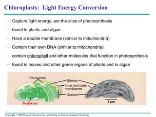 Chloroplasts: Light Energy Conversion

 – Capture light energy, are the sites of photosynthesis

 – found in plants and algae

 – Have a double membrane (similar to mitochondria)

 – Contain their own DNA (similar to mitochondria)

 – contain chlorophyll and other molecules that function in photosynthesis

 – found in leaves and other green organs of plants and in algae


                       Ribosomes
                                                           Stroma
                                                         Inner and outer
                                                         membranes
                                                           Granum

                                                                                    1 µm
                Thylakoid


Copyright © 2008 Pearson Education, Inc., publishing as Pearson Benjamin Cummings
 