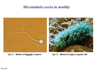 Microtubules assist in motility




            (a) EX: Motion of flagella in sperm   (b) EX: Motion of cilia in aquatic life




Fig. 6-23
 