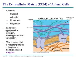 The Extracellular Matrix (ECM) of Animal Cells
•    Functions
      – Support
       –       Adhesion                                                                                     Proteoglycan
                                                  Collagen
                                                                       EXTRACELLULAR MATRIX                 complex
       –       Movement
       –       Regulation
•    made up of                                Fibronectin

     glycoproteins
     (collagen,
     proteoglycans, and
     fibronectin)                                                                               Integrins


•    ECM proteins bind
     to receptor proteins
     in the plasma
                                                                                    Micro-       CYTOPLASM
     membrane called                                                                filaments

     integrins
Copyright © 2008 Pearson Education, Inc., publishing as Pearson Benjamin Cummings
 
