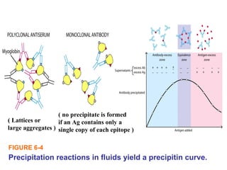Precipitation reactions in fluids yield a precipitin curve.
FIGURE 6-4
( Lattices or
large aggregates )
( no precipitate is formed
if an Ag contains only a
single copy of each epitope )
 