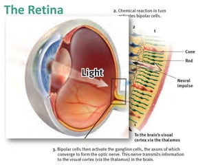 The Retina
 