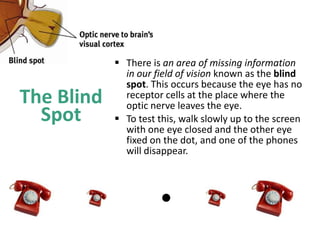 The Blind
Spot
 There is an area of missing information
in our field of vision known as the blind
spot. This occurs because the eye has no
receptor cells at the place where the
optic nerve leaves the eye.
 To test this, walk slowly up to the screen
with one eye closed and the other eye
fixed on the dot, and one of the phones
will disappear.
 