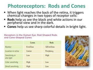 Photoreceptors: Rods and Cones
 When light reaches the back of the retina, it triggers
chemical changes in two types of receptor cells:
 Rods help us see the black and white actions in our
peripheral view and in the dark.
 Cones help us see sharp colorful details in bright light.
 