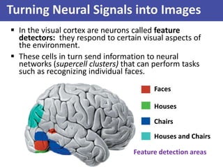 Turning Neural Signals into Images
 In the visual cortex are neurons called feature
detectors: they respond to certain visual aspects of
the environment.
 These cells in turn send information to neural
networks (supercell clusters) that can perform tasks
such as recognizing individual faces.
Faces
Houses
Chairs
Houses and Chairs
Feature detection areas
 