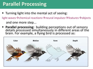 Parallel Processing
 Turning light into the mental act of seeing:
light waveschemical reactionsneural impulsesfeaturesobjects
and one more step...
 Parallel processing: building perceptions out of sensory
details processed simultaneously in different areas of the
brain. For example, a flying bird is processed as:
 