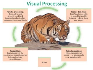 Visual Processing
 