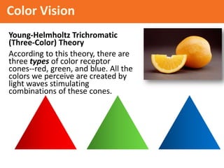 Color Vision
Young-Helmholtz Trichromatic
(Three-Color) Theory
According to this theory, there are
three types of color receptor
cones--red, green, and blue. All the
colors we perceive are created by
light waves stimulating
combinations of these cones.
 
