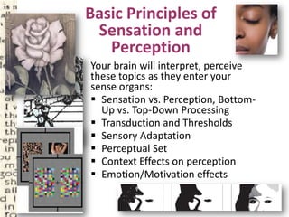 Basic Principles of
Sensation and
Perception
Your brain will interpret, perceive
these topics as they enter your
sense organs:
 Sensation vs. Perception, Bottom-
Up vs. Top-Down Processing
 Transduction and Thresholds
 Sensory Adaptation
 Perceptual Set
 Context Effects on perception
 Emotion/Motivation effects
 