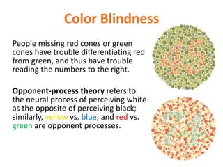 Color Blindness
People missing red cones or green
cones have trouble differentiating red
from green, and thus have trouble
reading the numbers to the right.
Opponent-process theory refers to
the neural process of perceiving white
as the opposite of perceiving black;
similarly, yellow vs. blue, and red vs.
green are opponent processes.
 