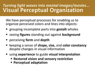 Turning light waves into mental images/movies...
Visual Perceptual Organization
We have perceptual processes for enabling us to
organize perceived colors and lines into objects:
 grouping incomplete parts into gestalt wholes
 seeing figures standing out against background
 perceiving form and depth
 keeping a sense of shape, size, and color constancy
despite changes in visual information
 using experience to guide visual interpretation
 Restored vision and sensory restriction
 Perceptual adaptation
 
