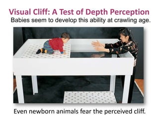 Visual Cliff: A Test of Depth Perception
Babies seem to develop this ability at crawling age.
Even newborn animals fear the perceived cliff.
 
