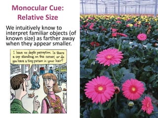 Monocular Cue:
Relative Size
We intuitively know to
interpret familiar objects (of
known size) as farther away
when they appear smaller.
 