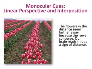 Monocular Cues:
Linear Perspective and Interposition
The flowers in the
distance seem
farther away
because the rows
converge. Our
brain reads this as
a sign of distance.
 