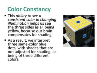 Color Constancy
 This ability to see a
consistent color in changing
illumination helps us see
the three sides as all being
yellow, because our brain
compensates for shading.
 As a result, we interpret
three same-color blue
dots, with shades that are
not adjusted for shading, as
being of three different
colors.
 