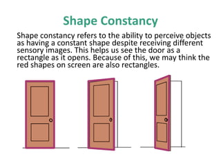 Shape Constancy
Shape constancy refers to the ability to perceive objects
as having a constant shape despite receiving different
sensory images. This helps us see the door as a
rectangle as it opens. Because of this, we may think the
red shapes on screen are also rectangles.
 