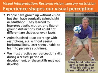 Visual Interpretation: Restored vision, sensory restriction
Experience shapes our visual perception
 People have grown up without vision
but then have surgically gained sight
in adulthood. They learned to
interpret depth, motion, and figure-
ground distinctions, but could not
differentiate shapes or even faces.
 Animals raised at an early age with
restrictions, e.g. without seeing
horizontal lines, later seem unable to
learn to perceive such lines.
 We must practice our perception skills
during a critical period of
development, or these skills may not
develop.
Being blind between
ages 3 and 46 cost
Mike his ability to
learn individual faces.
 